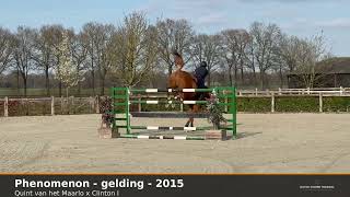 DHT 28-05-2026: Phenomenon, gelding, 2015 by Quint van 't Maarlo