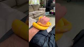 Famous No wonder why nothing gets done around here #ballpython #reptiles #snake #pets #shorts #viral #fyp Wealth