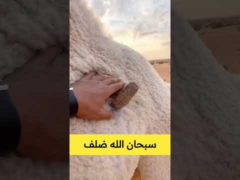 سبحان الخالق شوفو وين طلع الضلف بطن الناقة اكسبلور السعودية Youtubeshorts 