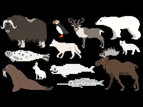 Arctic Animals - The Kids' Picture Show