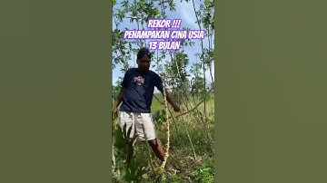 REKOR !!! BEGINI JADINYA BILA SINGKONG CINA USIA 13 BULAN