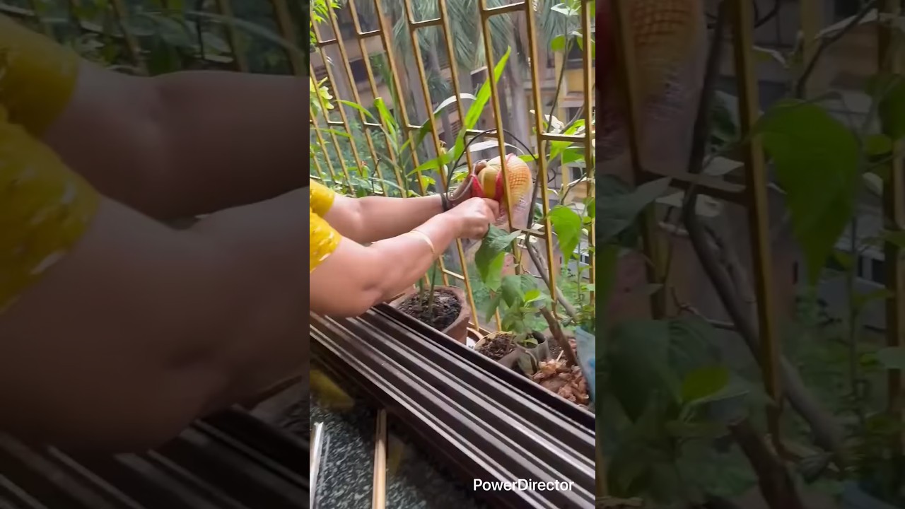 how to forming #fruit #satisfying #fruitcutting #gardening #garden #pepperspray #forageharvest