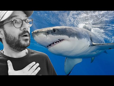 فيديو: أين تتكاثر أسماك القرش؟