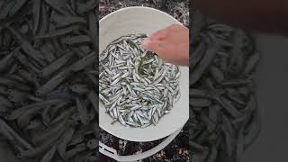 A Bucket Of Fry And A Big Fish Caught fishing fishing islandlife youtubeshorts ofwlife