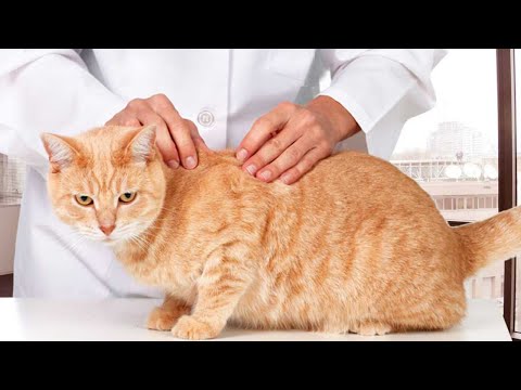 Wideo: Czy Koty I Choinki Mogą Współistnieć?