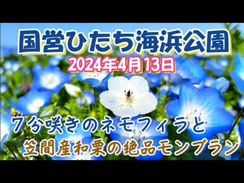 【茨城ツアー】ひたち海浜公園のネモフィラは『７分咲き』の見頃になりました 2024年　4月　13日　土曜日