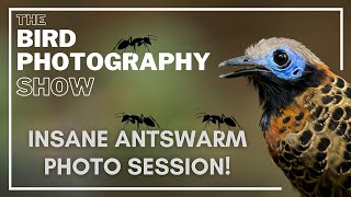 Insane ANTSWARM Photo Session at HIGH ISO & How to overcome mirrorless focusing issues! screenshot 5