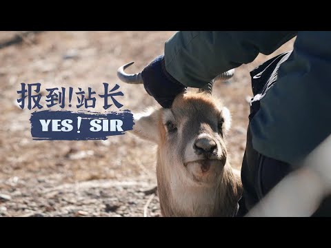 'yes! Sir': rescuing a trapped przewalski's gazelle