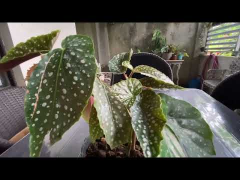 Sa wakas umulan, finally masaya ang ating #halaman #plants #planting