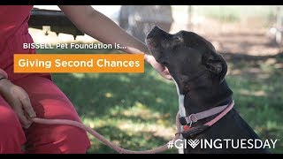 BISSELL Pet Foundation is Giving Second Chances