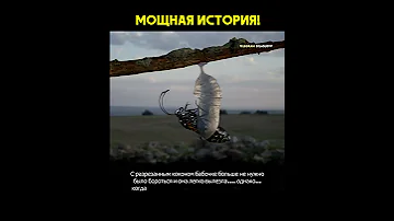 Мощная история про бабочку и кокон