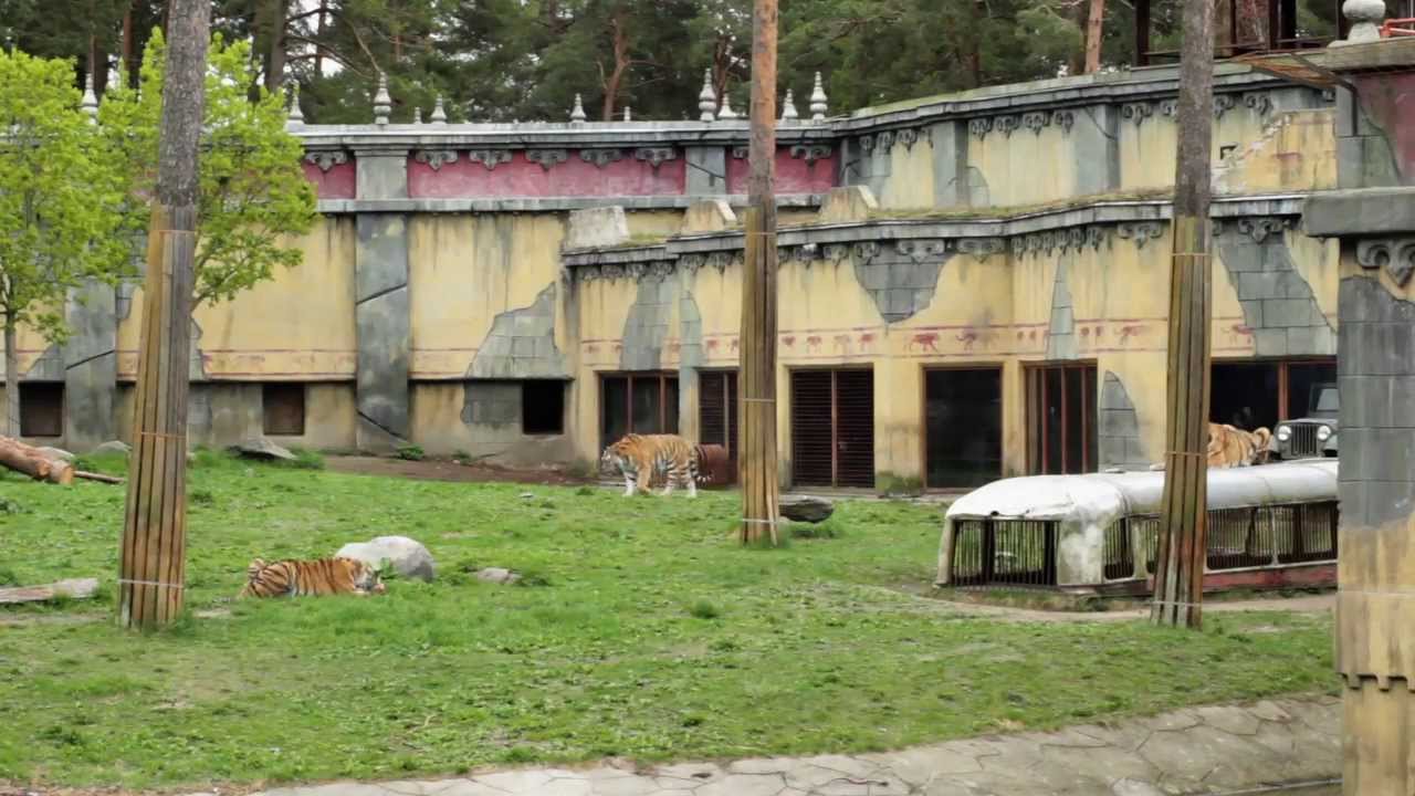 Kolmården Play: Tiger