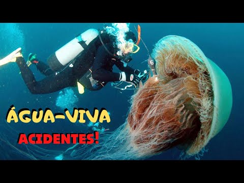 Vídeo: A água-viva é um peixe?