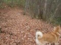 北海道犬　かい!新しい道を探して♪(Hokkaido Dog) の動画、YouTube動画。