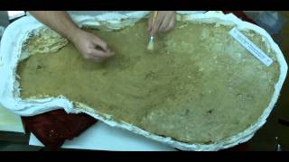 Snaggletooth Shark skeleton preparation, part 1