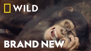Life In the Earth's Largest Ape Sanctuary | Meet the Chimps | National Geographic WILD UK