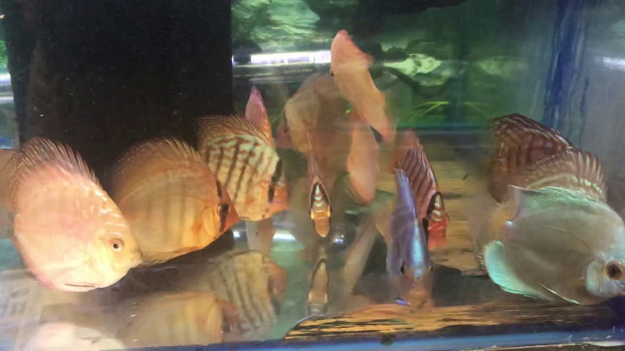 camera iphone 8 plus apk 22 January 2019 SOME DISCUS FISH STOCK , READY TO GO TODAY