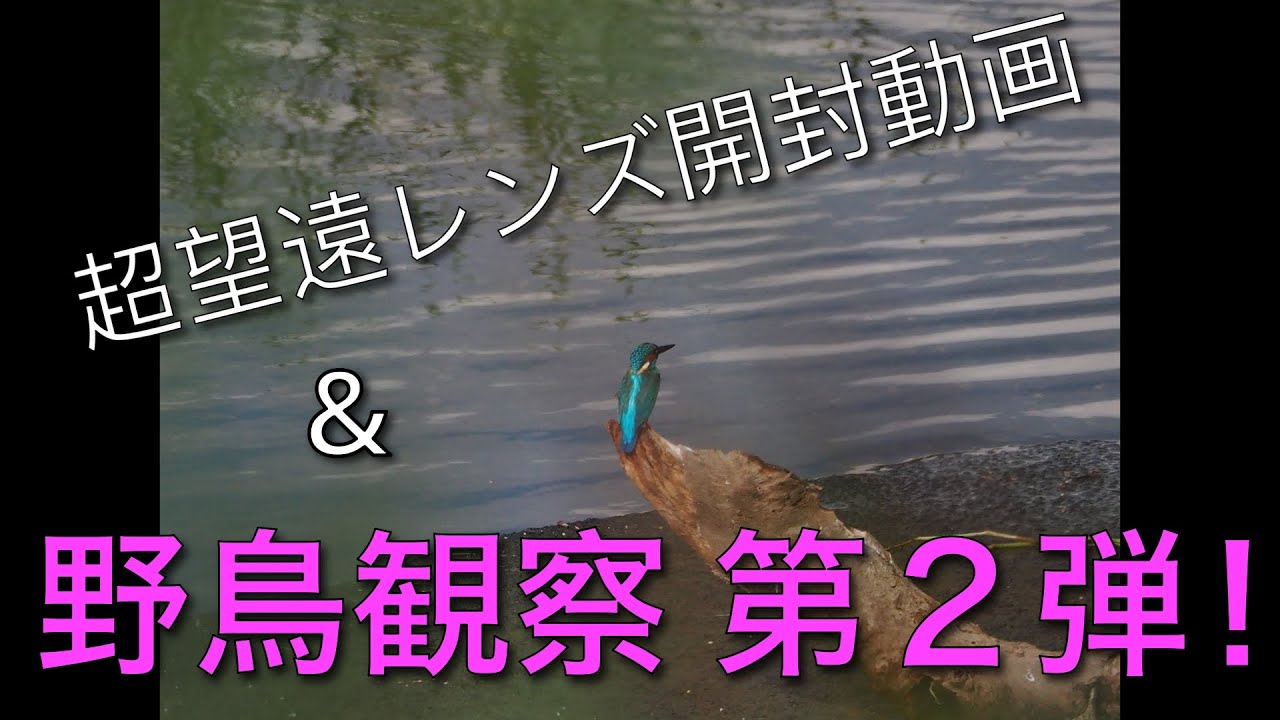 ✨美品✨Nikon AF 75-300mm 超望遠レンズ 運動会 野鳥撮影 軽くて安くてVRも強力なので、近場の野鳥撮影に重宝しています