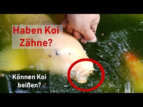 Video: Haben Aale Zähne?