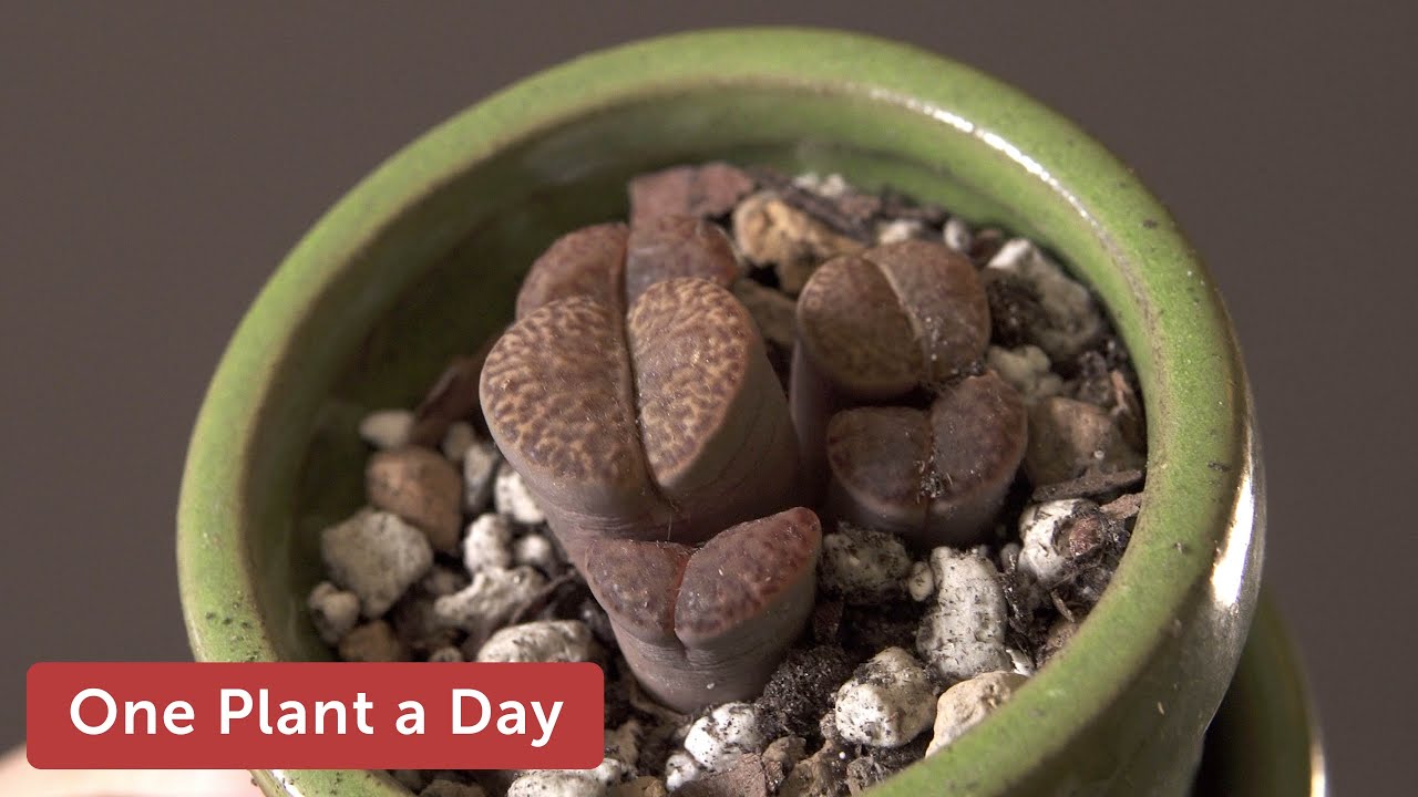 Lithops sp. (Living Stones) Houseplant Care — 240 of 365