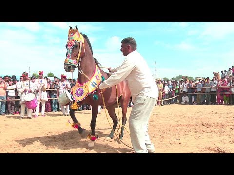 Horse Dancing Competition at the Pushkar Cattle Fair, Rajasthan