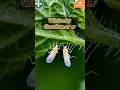 பருத்தியில் இனி இல்லை வெள்ளைஈ தொல்லை#agriculture#biopesticides #farming#rukchobiotech#tamil #natural