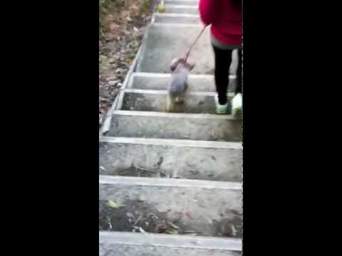 毛毛行蝴蝶山