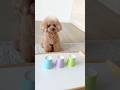 久しぶりのおやつゲームしました❗️見抜けるかな? #dog