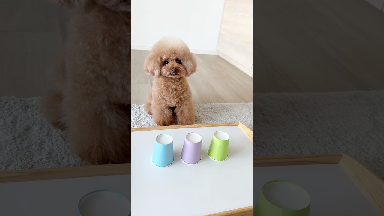 久しぶりのおやつゲームしました❗️見抜けるかな? #dog