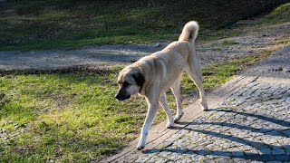 Reign in Your Kangal Dog's Prey Drive  Training Tips & Success Stories