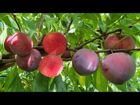 Video: Plum Mkate Wa Tangawizi Na Prunes