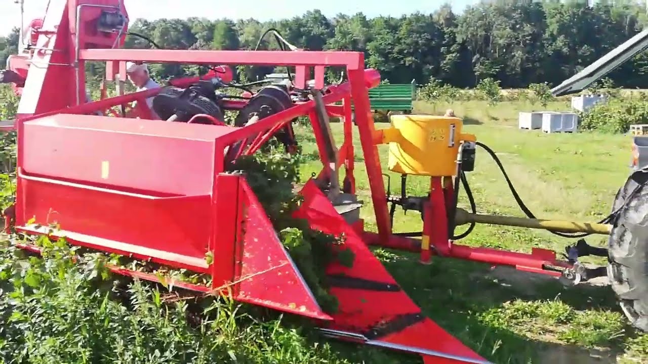 Zbiór porzeczki czarnej i czerwonej 2022 New Holland T3040 MF255 AREK-3