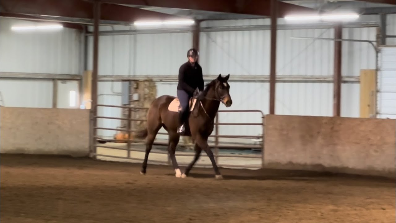 Right Quick - Adoptable Thoroughbred Gelding - 1/5/26