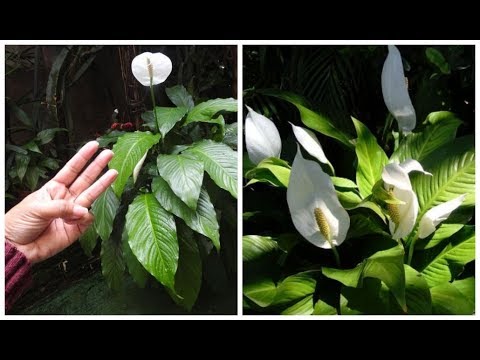 Vídeo: Por Que As Folhas De Spathiphyllum Ficam Pretas? Por Que A Flor 