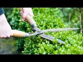 Видео-урок по обрезке деревьев и кустарников для начинающих. Как правильно обрезать деревья и кусты.