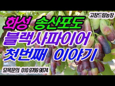 유튜브 미리보기