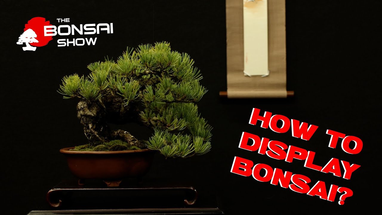 Bonsai Tree Exhibition and Terminology The Bonsai Show S2 Episode 3