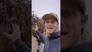 weeping mulberry maintenance