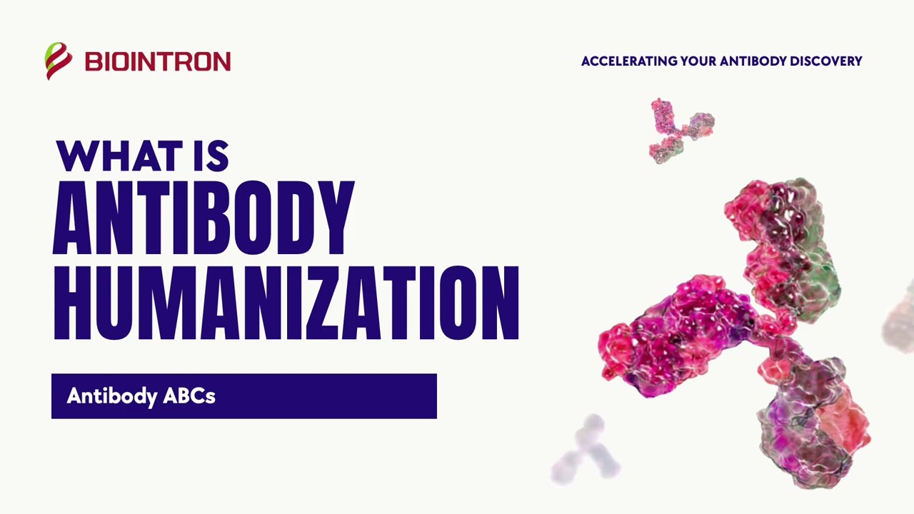 Antibody ABCs: What is Antibody Humanization?