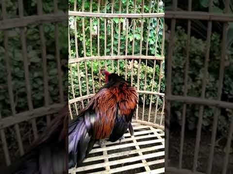 Bekisar Chicken