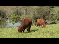 Jovem agricultor aposta no gado de corte!