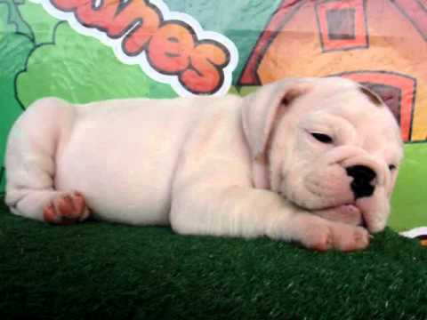 English bulldog For Sale - Chihori - http://www.bullcanes.net - ceo@bullcanes.net puppy paradise