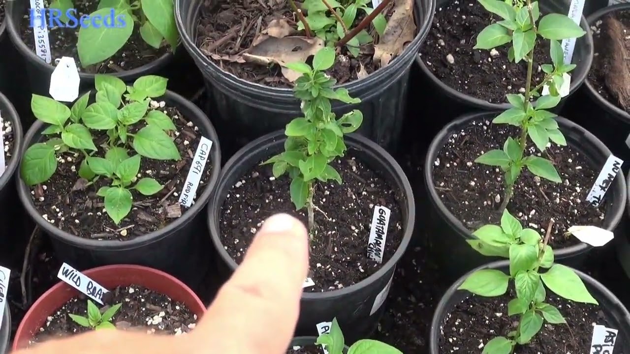 Pepper Garden Tour In Greenhouse And Outside Garden! 2022 This is what