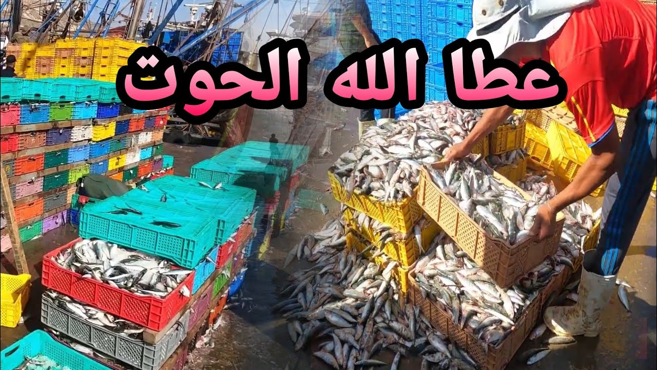 جولة في مرسى أكادير /إنها مدينة الأسماك 🐠🐟