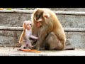 Million Pity for baby Albert Gets hurt when Long Tailed monkey plays Strongly with Albert