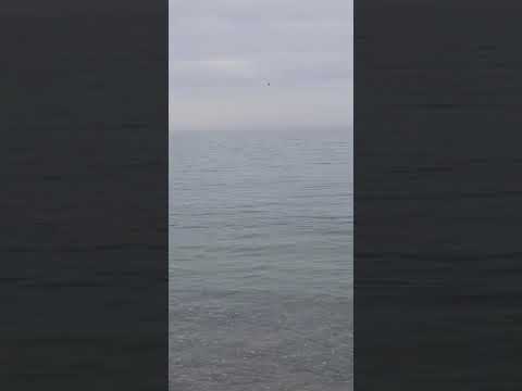 Lo spettacolo del mare a Tortolì: i delfini danzano alla Capannina