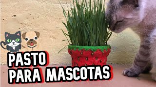 Pasto  de trigo para mascotas//¿Cómo hacer hierva para perros y gatos?