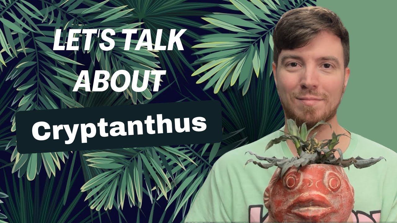 Let's Talk about Cryptanthus
