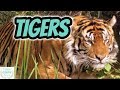 Understanding Tigers