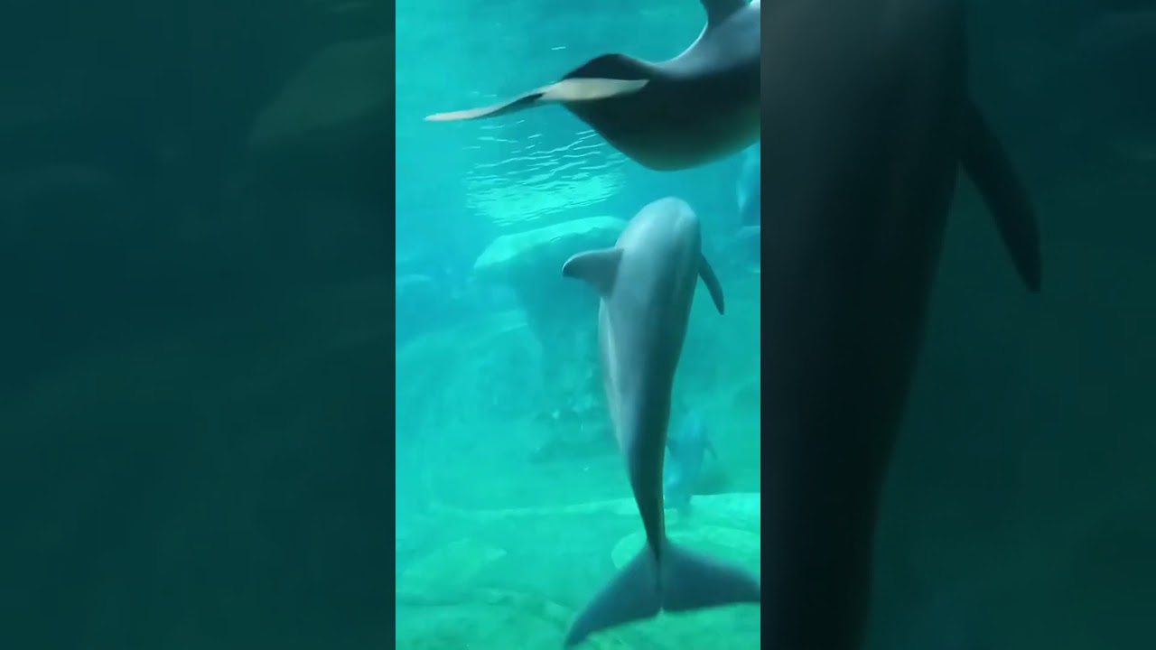 At the aquarium in Atlanta pt.3